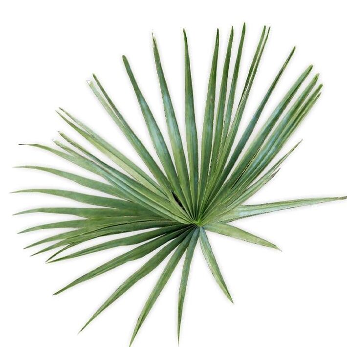 Saw palmetto - sastav UltraMax Testo Enhancer